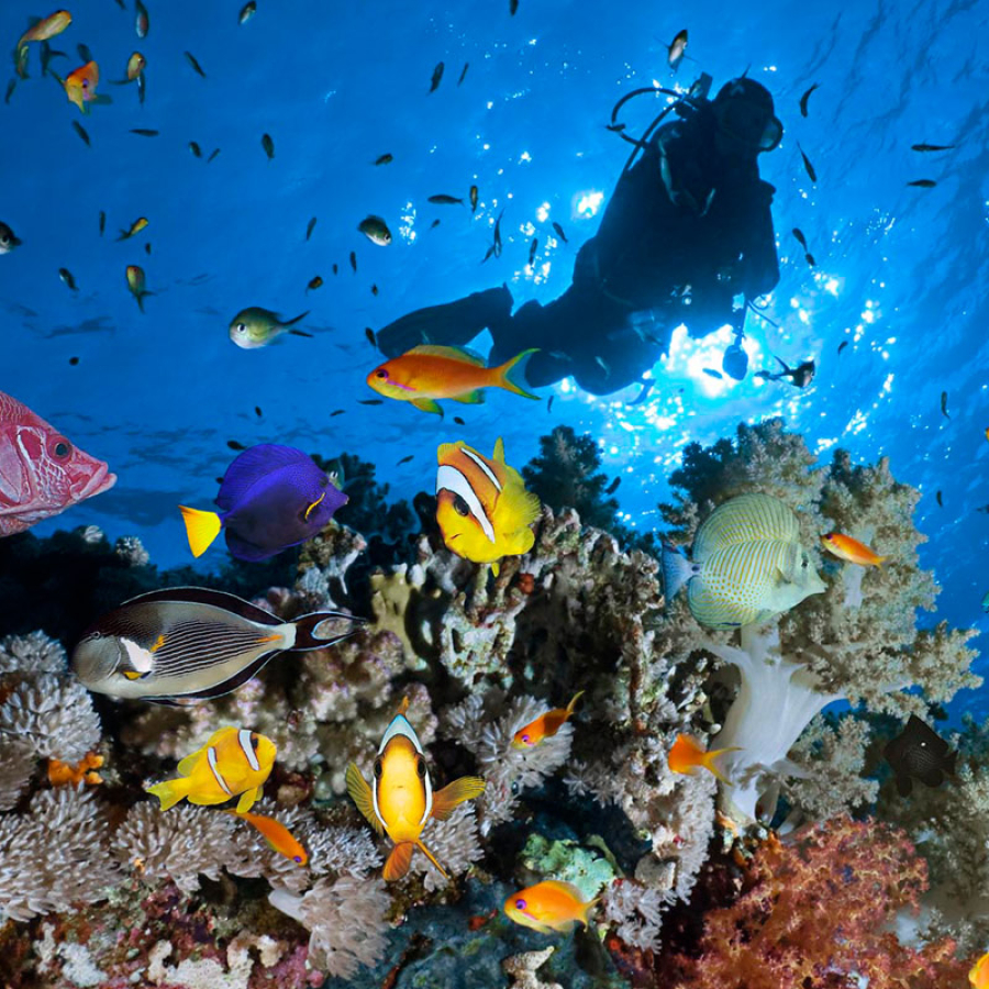 14 Days Cairo &amp; Sharm El Sheikh Tour